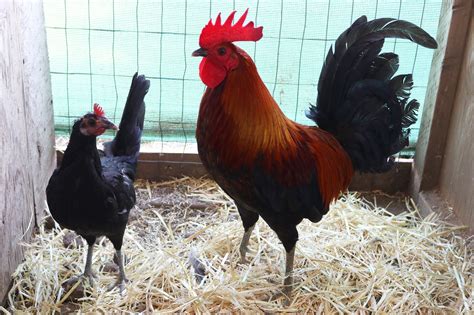 All-around excellent chickens. . Triple c gamefowl farm
